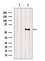 Angiopoietin 1 Antibody in Western Blot (WB)