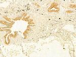 Protein APC Antibody in Immunohistochemistry (Paraffin) (IHC (P))