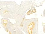 Protein APC Antibody in Immunohistochemistry (Paraffin) (IHC (P))