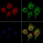 Apelin Antibody in Immunocytochemistry (ICC/IF)