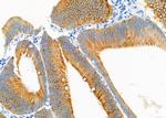 APLP1 Antibody in Immunohistochemistry (Paraffin) (IHC (P))