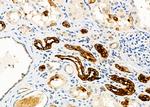 APLP1 Antibody in Immunohistochemistry (Paraffin) (IHC (P))