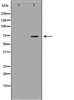 APLP1 Antibody in Western Blot (WB)