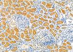 Aquaporin 9 Antibody in Immunohistochemistry (Paraffin) (IHC (P))