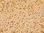 Arg3.1 Antibody in Immunohistochemistry (Paraffin) (IHC (P))