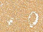 Arg3.1 Antibody in Immunohistochemistry (Paraffin) (IHC (P))