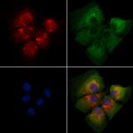 ARF1/ARF3/ARF5/ARF6 Antibody in Immunocytochemistry (ICC/IF)