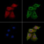 CD297 Antibody in Immunocytochemistry (ICC/IF)