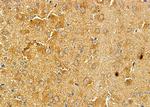 ASAP1 Antibody in Immunohistochemistry (Paraffin) (IHC (P))