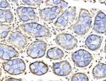 BCKDHA Antibody in Immunohistochemistry (Paraffin) (IHC (P))