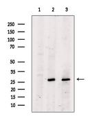 BCL-2 Antibody in Western Blot (WB)