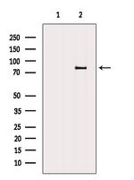 Bestrophin 3 Antibody in Western Blot (WB)