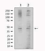 BHMT Antibody in Western Blot (WB)