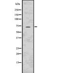 BIRC3 Antibody in Western Blot (WB)