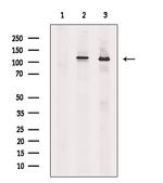 BIKE Antibody in Western Blot (WB)