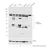 BNIP3L Antibody in Western Blot (WB)