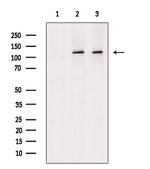 BUB1 Antibody in Western Blot (WB)