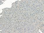 Complement C3 Antibody in Immunohistochemistry (Paraffin) (IHC (P))