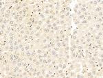 C9orf142 Antibody in Immunohistochemistry (Paraffin) (IHC (P))