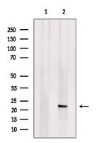 C9orf142 Antibody in Western Blot (WB)