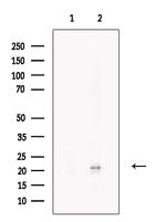 C9orf142 Antibody in Western Blot (WB)