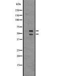 CaMKII alpha Antibody in Western Blot (WB)