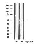 Carboxypeptidase A1 Antibody in Western Blot (WB)