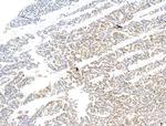 CASC5 Antibody in Immunohistochemistry (Paraffin) (IHC (P))