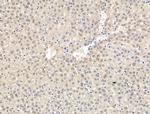 CASC5 Antibody in Immunohistochemistry (Paraffin) (IHC (P))