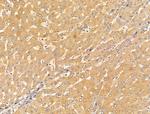 SLC7A1 Antibody in Immunohistochemistry (Paraffin) (IHC (P))