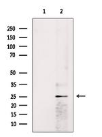 HP1 beta Antibody in Western Blot (WB)