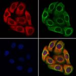 CCL4 Antibody in Immunocytochemistry (ICC/IF)