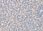 CD203c Antibody in Immunohistochemistry (Paraffin) (IHC (P))