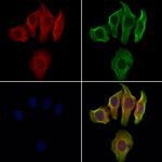 CD24 Antibody in Immunocytochemistry (ICC/IF)