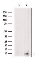 CD24 Antibody in Western Blot (WB)