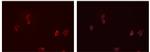 CD32 Antibody in Immunocytochemistry (ICC/IF)