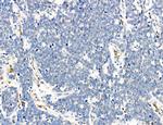 CD44 Antibody in Immunohistochemistry (Paraffin) (IHC (P))