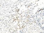 CD44 Antibody in Immunohistochemistry (Paraffin) (IHC (P))