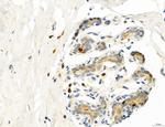 CD44 Antibody in Immunohistochemistry (Paraffin) (IHC (P))