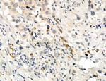 CD44 Antibody in Immunohistochemistry (Paraffin) (IHC (P))