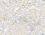 CD44 Antibody in Immunohistochemistry (Paraffin) (IHC (P))