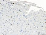 CD44 Antibody in Immunohistochemistry (Paraffin) (IHC (P))