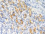 CD44 Antibody in Immunohistochemistry (Paraffin) (IHC (P))