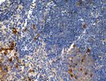 CD44 Antibody in Immunohistochemistry (Paraffin) (IHC (P))