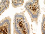 CD44 Antibody in Immunohistochemistry (Paraffin) (IHC (P))