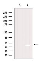 CD83 Antibody in Western Blot (WB)