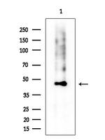 CD86 Antibody in Western Blot (WB)