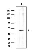 CD86 Antibody in Western Blot (WB)