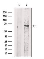 CENPB Antibody in Western Blot (WB)