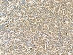 CHD4 Antibody in Immunohistochemistry (Paraffin) (IHC (P))